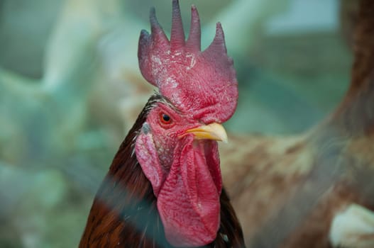 aggressively looking cock - animal farm detailed photo