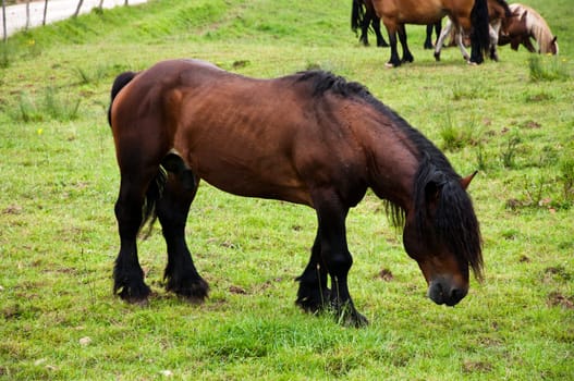 a very big and poweful horse in cantabria, spain