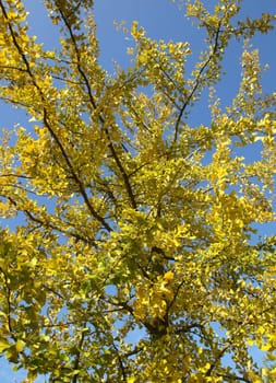 Ginkgo biloba