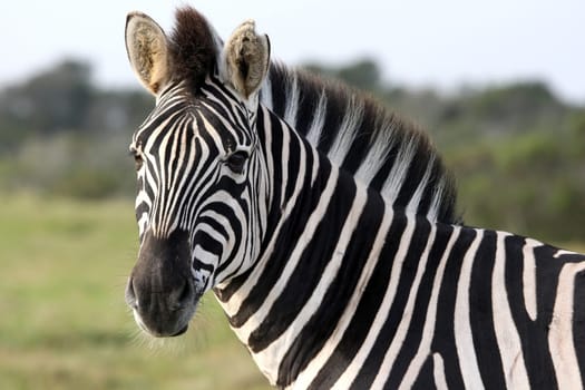Plains zebra with vivid stripes looking at the camera
