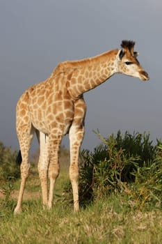 Beautiful young giraffe in the afternoon sunlight