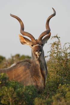 Magnificent male kudu antelope with large spiralled horns