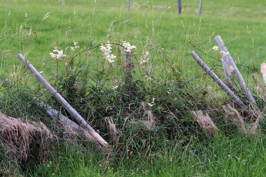 Broken cattle fence