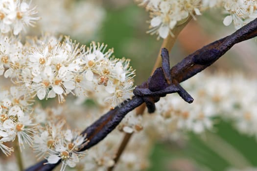 The Barbed Wire and the Blossom