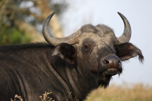 African buffalo with large horns and angry look on it&#039 s face