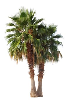 2 palm trees,isolated