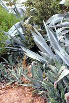 Agave