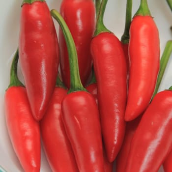 Red hot chili on a white background
