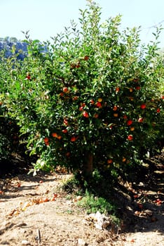 The apple from the village of Orient in Mallorca