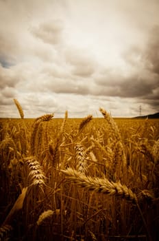 wheat field in an stormy day in extramadura, spain