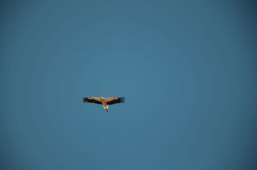 stork flying in extremadura, spain in Alange