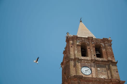 stork flying in extremadura, spain in an old church in Alange