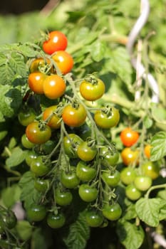 Tomato stem with ripening tomatoes