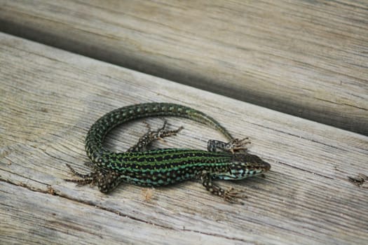 Lizard