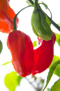 Chili