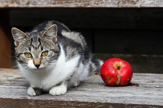 The beautiful red apple