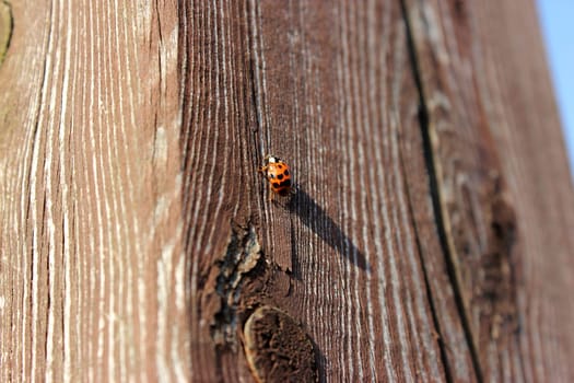 Ladybug Shadow