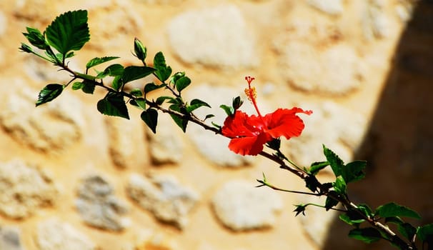 Red hibiscus