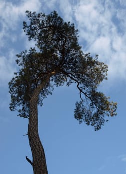 Pine - Conifers