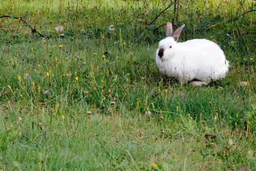 Wild white rabbit outdoors in the morning in a favorite grazing grassland looking at viewer.