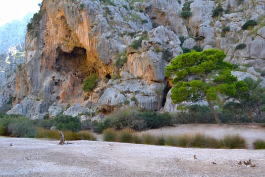 landscape,drought,tree,grasses,rock,rock,nature