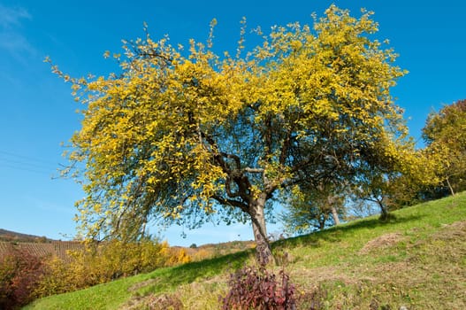 Fruit tree on a meadow orchard