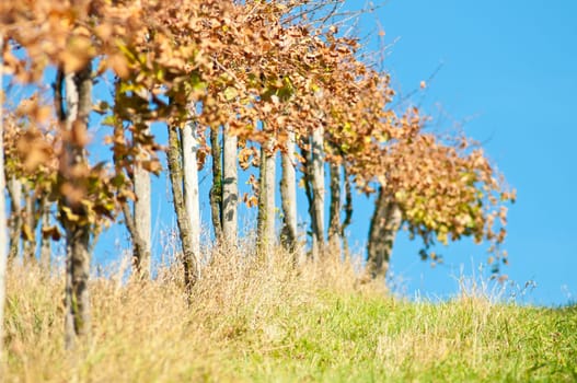 Vines blur into blur