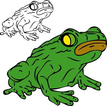 vector - frog isolated on white background
