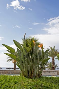 Strelizie on the beach promenade