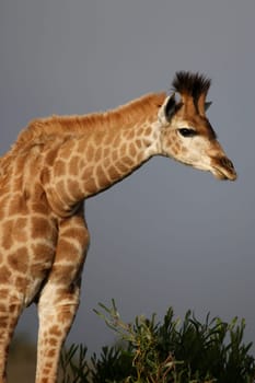 Beautiful young giraffe in the afternoon sunlight