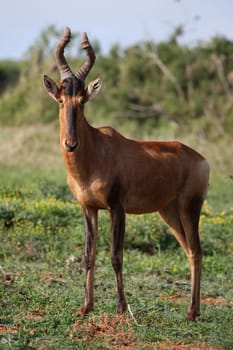 Red hartebeest antelope with distintive horns and fur