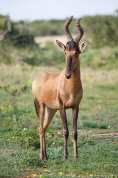 Red hartebeest antelope with distintive horns and fur