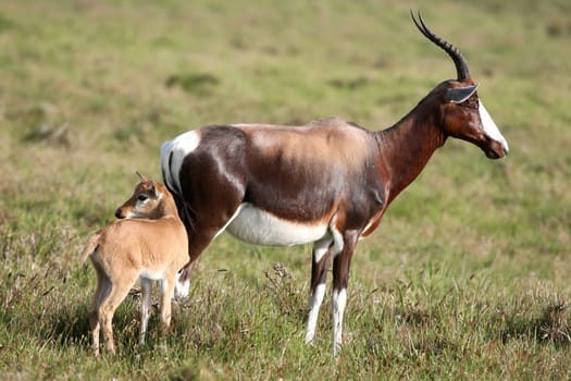 Blesbok or Bontebok antelope with it&#039 s young calf at it&#039 s side