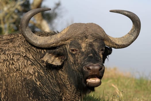 Huge male African buffalo with enormous horns and muddy hide