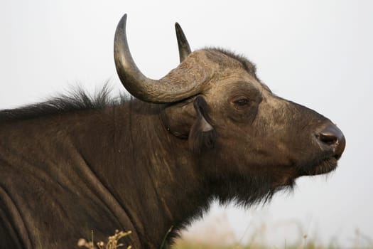 African buffalo with large horns and irritated look on it&#039 s face