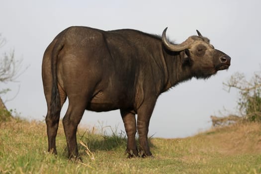African buffalo on the alert and sniffing the air for danger