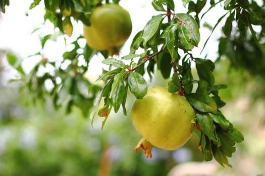 Pomegranate tree - Grenadine - Punica granatum