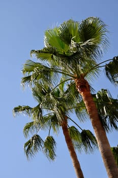 Palm trees