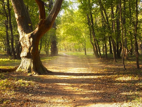 Forest path in autumn,hiking in nature in autumn weather