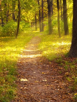 Forest path in autumn,hiking in nature in autumn weather
