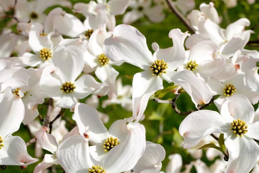 White dogwood tree flowers blooming on a sunny spring day.