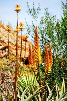 Agave flowers