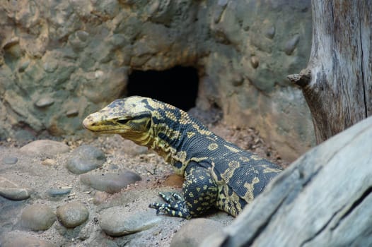 Monitor lizard