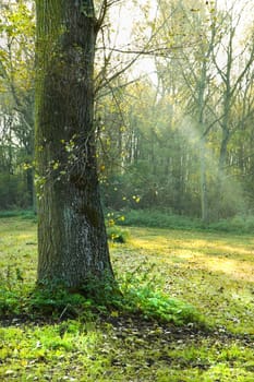 Tree with fallen leaves and sunrays on early morning in fall