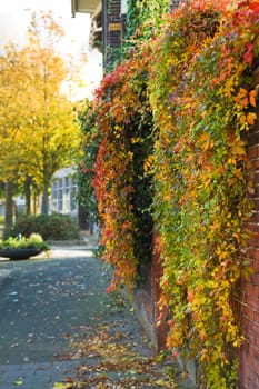 Streetview with trees and colorful Virginian creeper hanging over wall in autumn