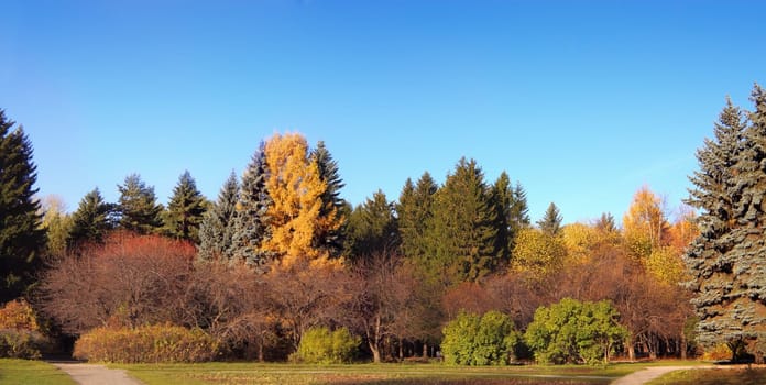 Morning landscape shot in autumn park. Lots of rare plants grow there