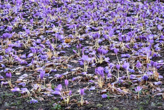 First morning frosts in autumn. Hoarfrost lays on earth. Many plants has died. HDR