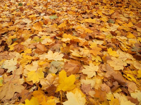 Foliage in autumn,covered ground with colors of nature