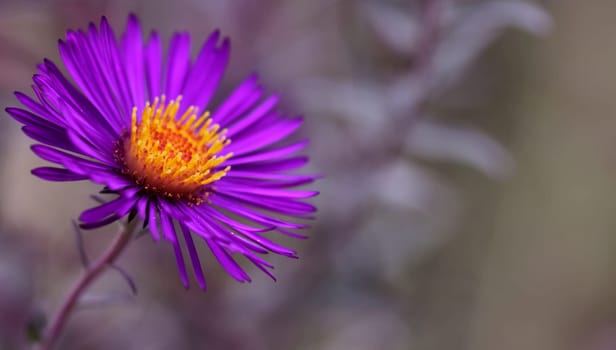 Aster Blue Autumn