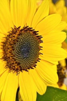 Sunflower